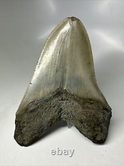 Megalodon Shark Tooth 5.49 Serrated Real Fossil Carolina 16281