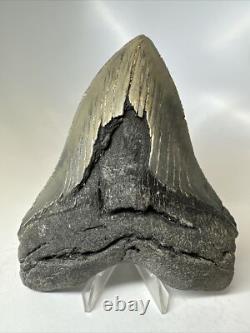 Megalodon Shark Tooth 5.49 inch Huge Serrated Fossil Authentic Real 16250