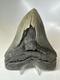 Megalodon Shark Tooth 5.49 Inch Huge Serrated Fossil Authentic Real 16250