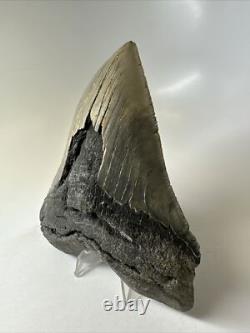 Megalodon Shark Tooth 5.49 inch Huge Serrated Fossil Authentic Real 16250
