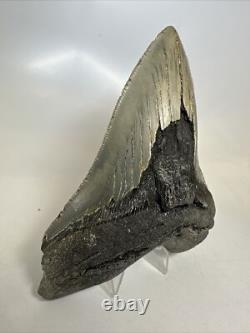 Megalodon Shark Tooth 5.49 inch Huge Serrated Fossil Authentic Real 16250