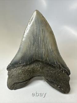 Megalodon Shark Tooth 5.49 inch Huge Serrated Fossil Authentic Real 16250