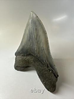 Megalodon Shark Tooth 5.49 inch Huge Serrated Fossil Authentic Real 16250