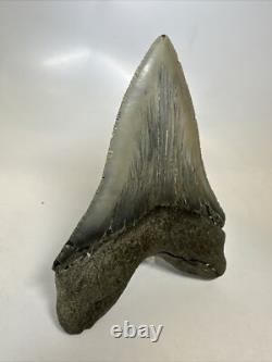 Megalodon Shark Tooth 5.49 inch Huge Serrated Fossil Authentic Real 16250