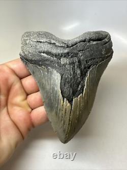 Megalodon Shark Tooth 5.49 inch Huge Serrated Fossil Authentic Real 16250