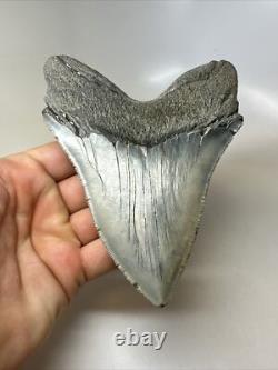 Megalodon Shark Tooth 5.49 inch Huge Serrated Fossil Authentic Real 16250