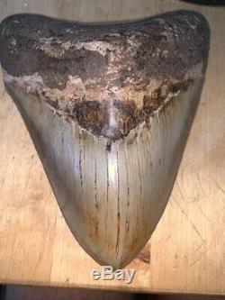 Megalodon Shark Tooth 5.4 in. COLORFUL INDONESIAN Indonesia south asia fossil