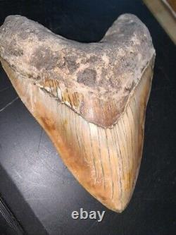 Megalodon Shark Tooth 5.4 in. COLORFUL INDONESIAN real asian fossil
