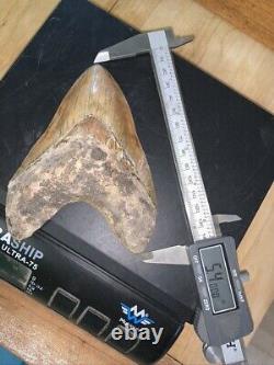 Megalodon Shark Tooth 5.4 in. COLORFUL INDONESIAN real asian fossil