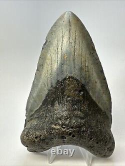 Megalodon Shark Tooth 5.50 Huge Unique Shape Authentic Fossil 18950