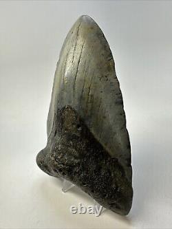 Megalodon Shark Tooth 5.50 Huge Unique Shape Authentic Fossil 18950