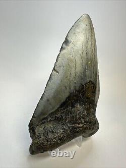 Megalodon Shark Tooth 5.50 Huge Unique Shape Authentic Fossil 18950