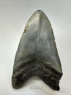 Megalodon Shark Tooth 5.50 Huge Unique Shape Authentic Fossil 18950