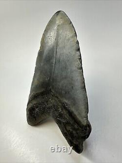 Megalodon Shark Tooth 5.50 Huge Unique Shape Authentic Fossil 18950