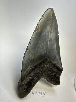 Megalodon Shark Tooth 5.50 Huge Unique Shape Authentic Fossil 18950