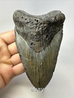 Megalodon Shark Tooth 5.50 Huge Unique Shape Authentic Fossil 18950