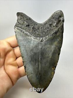 Megalodon Shark Tooth 5.50 Huge Unique Shape Authentic Fossil 18950