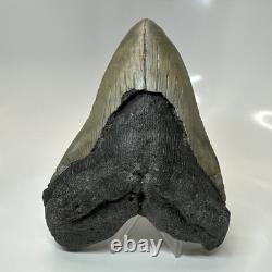 Megalodon Shark Tooth 5.50 Inch Huge Authentic Fossil Natural 20416