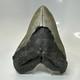 Megalodon Shark Tooth 5.50 Inch Huge Authentic Fossil Natural 20416
