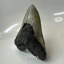Megalodon Shark Tooth 5.50 Inch Huge Authentic Fossil Natural 20416