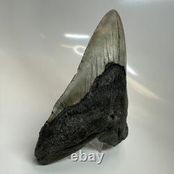 Megalodon Shark Tooth 5.50 Inch Huge Authentic Fossil Natural 20416