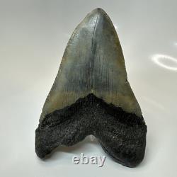 Megalodon Shark Tooth 5.50 Inch Huge Authentic Fossil Natural 20416