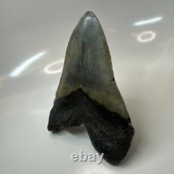 Megalodon Shark Tooth 5.50 Inch Huge Authentic Fossil Natural 20416