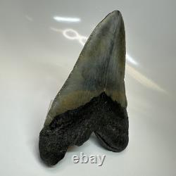 Megalodon Shark Tooth 5.50 Inch Huge Authentic Fossil Natural 20416