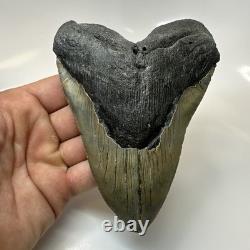 Megalodon Shark Tooth 5.50 Inch Huge Authentic Fossil Natural 20416