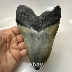 Megalodon Shark Tooth 5.50 Inch Huge Authentic Fossil Natural 20416