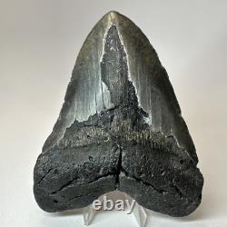 Megalodon Shark Tooth 5.50 Inch Huge Black Fossil Authentic Teeth 19958