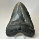 Megalodon Shark Tooth 5.50 Inch Huge Black Fossil Authentic Teeth 19958