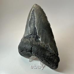 Megalodon Shark Tooth 5.50 Inch Huge Black Fossil Authentic Teeth 19958