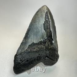 Megalodon Shark Tooth 5.50 Inch Huge Black Fossil Authentic Teeth 19958