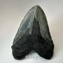 Megalodon Shark Tooth 5.50 Inch Huge Black Fossil Authentic Teeth 19958
