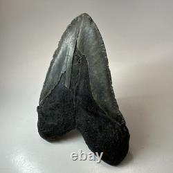 Megalodon Shark Tooth 5.50 Inch Huge Black Fossil Authentic Teeth 19958