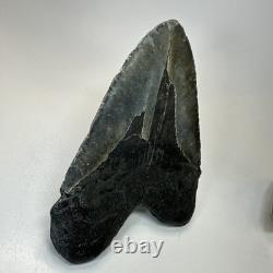 Megalodon Shark Tooth 5.50 Inch Huge Black Fossil Authentic Teeth 19958