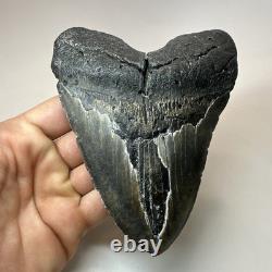 Megalodon Shark Tooth 5.50 Inch Huge Black Fossil Authentic Teeth 19958