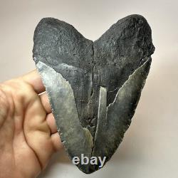 Megalodon Shark Tooth 5.50 Inch Huge Black Fossil Authentic Teeth 19958
