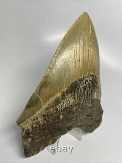 Megalodon Shark Tooth 5.51 Beautiful Natural Fossil Authentic 11052