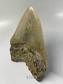 Megalodon Shark Tooth 5.51 Beautiful Natural Fossil Authentic 11052