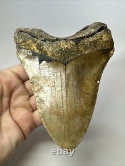 Megalodon Shark Tooth 5.51 Beefy Authentic Fossil Natural 17485