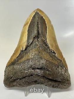 Megalodon Shark Tooth 5.51 Huge Authentic Natural Fossil 11533