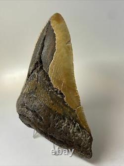 Megalodon Shark Tooth 5.51 Huge Authentic Natural Fossil 11533