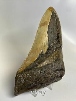 Megalodon Shark Tooth 5.51 Huge Authentic Natural Fossil 11533