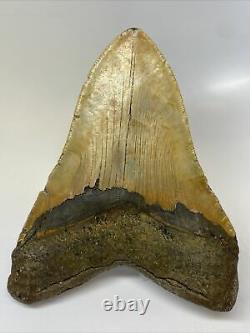 Megalodon Shark Tooth 5.51 Huge Authentic Natural Fossil 11533