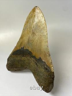 Megalodon Shark Tooth 5.51 Huge Authentic Natural Fossil 11533