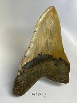 Megalodon Shark Tooth 5.51 Huge Authentic Natural Fossil 11533