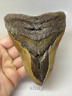 Megalodon Shark Tooth 5.51 Huge Authentic Natural Fossil 11533