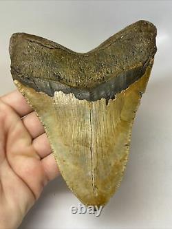 Megalodon Shark Tooth 5.51 Huge Authentic Natural Fossil 11533